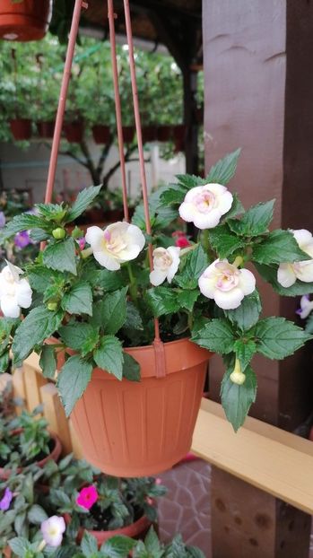  - Alaska Dream - Erika 76