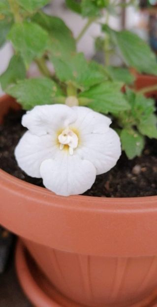  - Alaska Dream - Erika 76