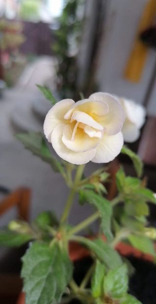  - Alaska Dream - Erika 76