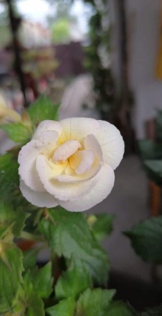  - Alaska Dream - Erika 76