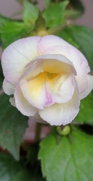  - Alaska Dream - Erika 76