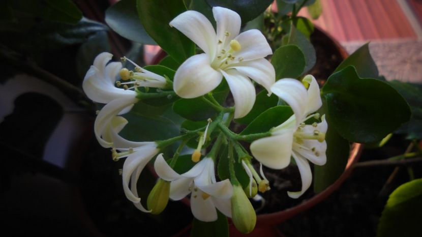 Astazi,mai stralucitoare... - Culori 2020