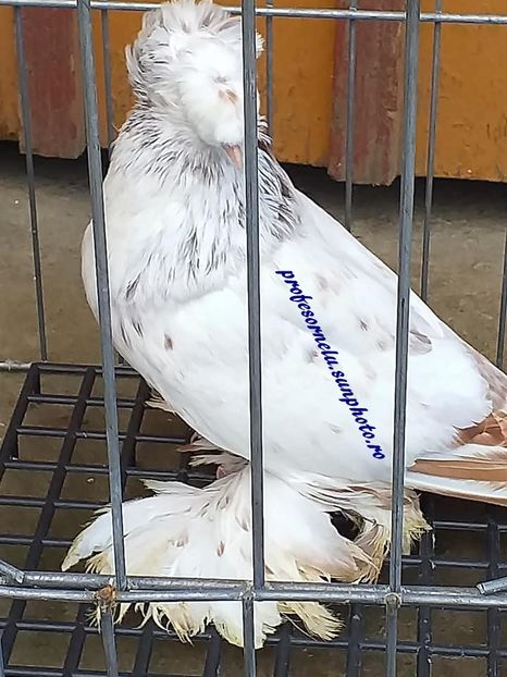 vândută Mariusică - Porumbei VÂNDUȚI