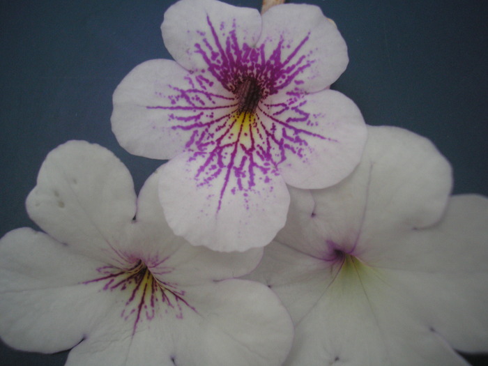 K?p 026 - ACHIMENES