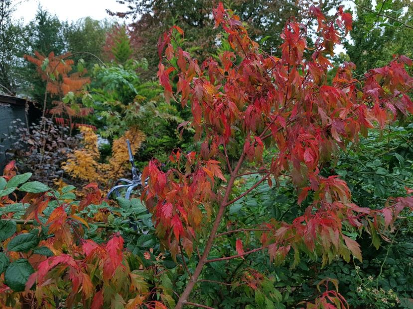 Wabito - 2020_Artari