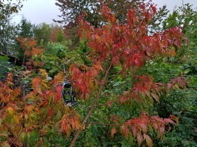 Wabito - 2020_Artari