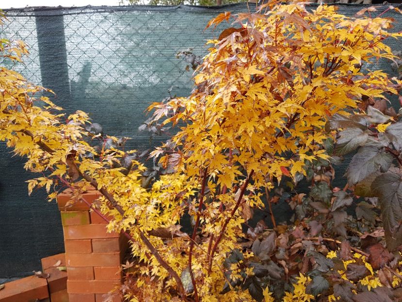 Sangokaku - 2020_Artari