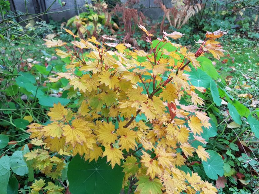 Shirasawanum aureea - 2020_Artari