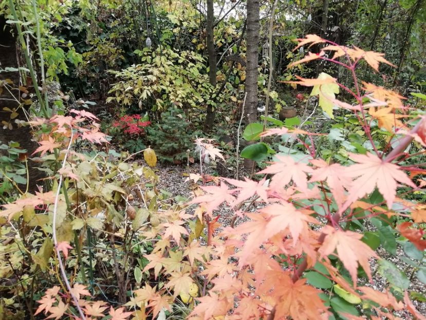  - Grădina 2020 continuare 2