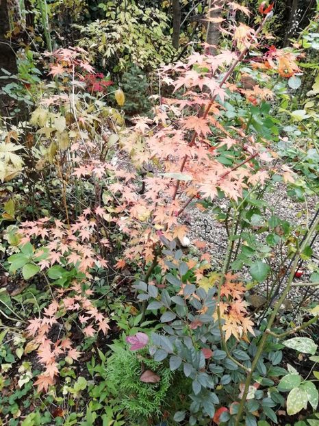  - Grădina 2020 continuare 2