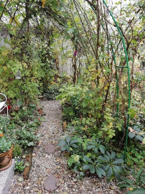  - Grădina 2020 continuare 2