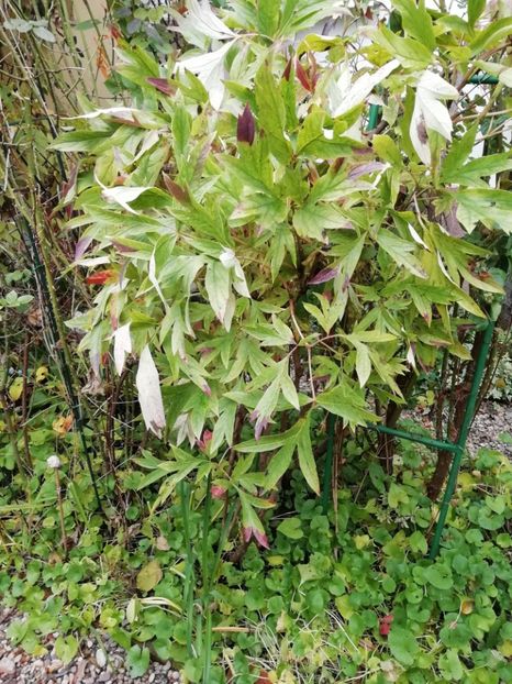  - Grădina 2020 continuare 2