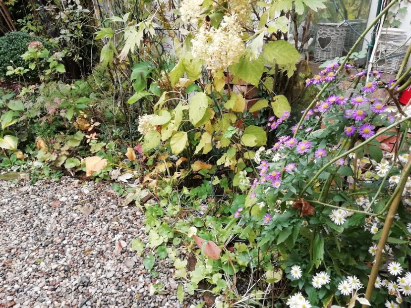  - Grădina 2020 continuare 2