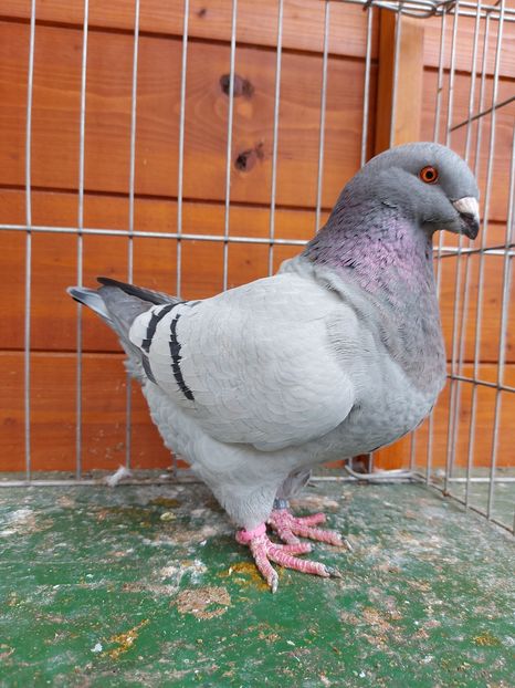 F 2020 - Tineret 2020