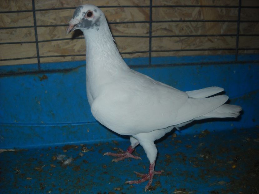  - PORUMBEI VANDUTI 2