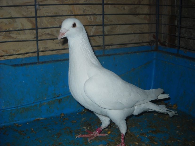  - PORUMBEI VANDUTI 2