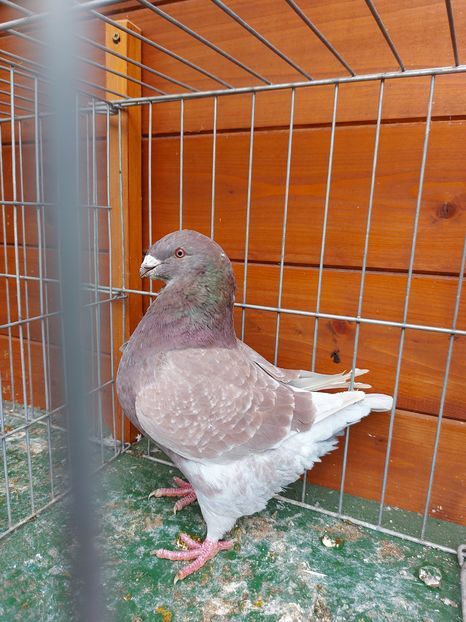 F 2020 Italia - Achizitii 2021