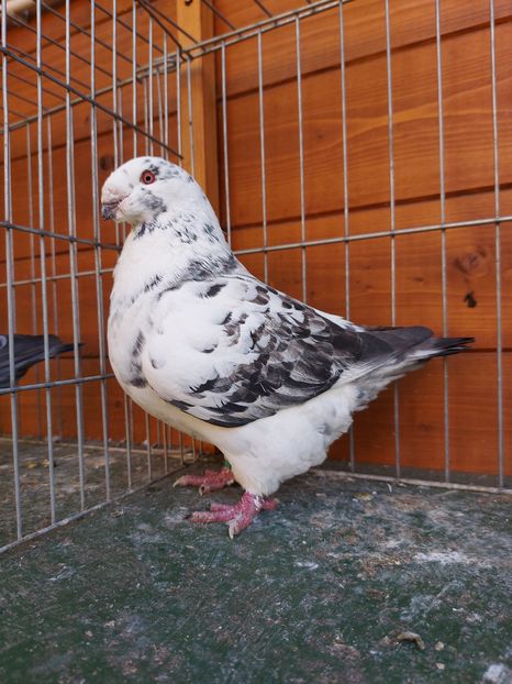 F 2019 Robert - Achizitii 2021