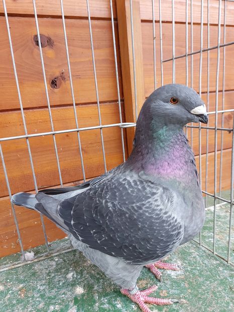 F 2020 Ionut Florea - Achizitii 2021