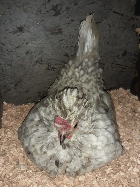  - Gaini pitice pentru 2021