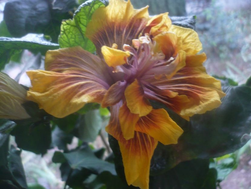 12.11.2020 - HIBISCUSI 2020-5