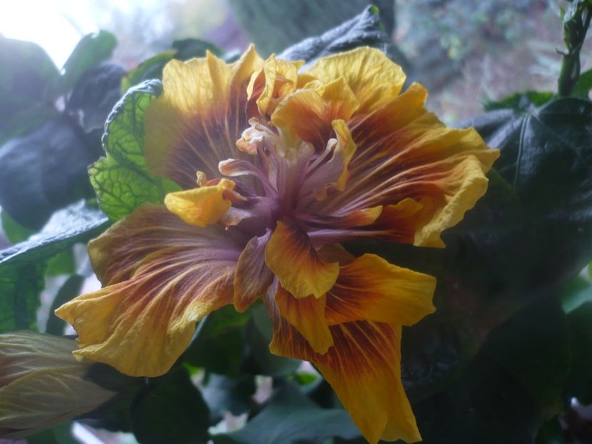 P1470139 - HIBISCUSI 2020-5