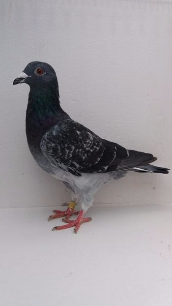 M 2019 vandut - De! voiajori vanduti