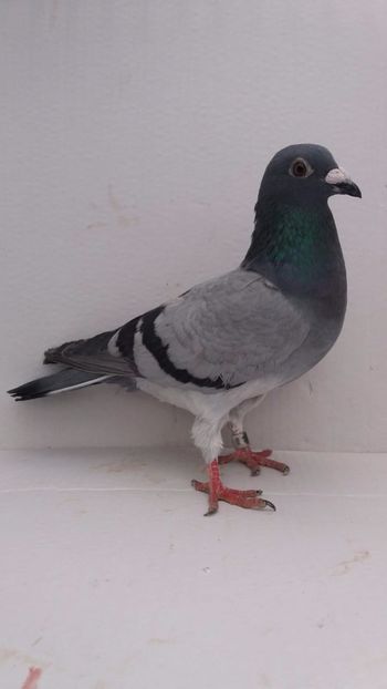 F 2020 vanduta - De vanzare voiajori 2