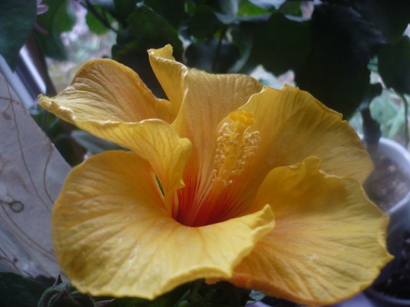 P1470143 - HIBISCUSI 2020-5