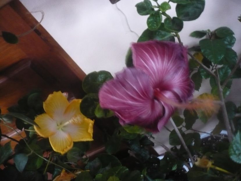 P1470144 - HIBISCUSI 2020-5