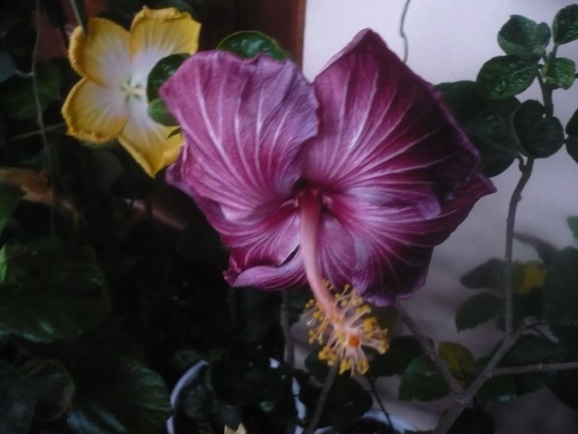 P1470145 - HIBISCUSI 2020-5