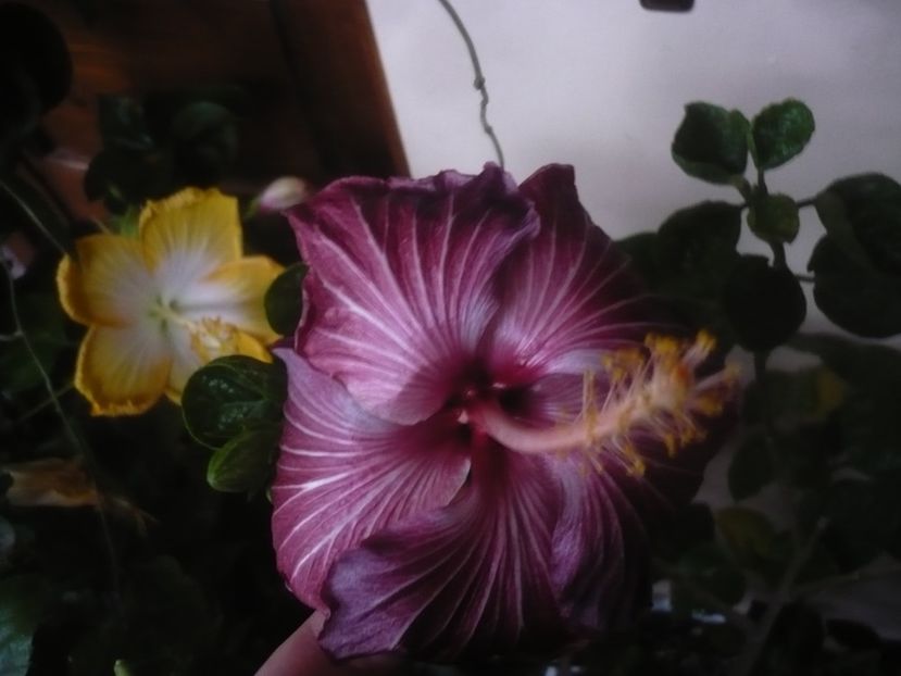 P1470146 - HIBISCUSI 2020-5