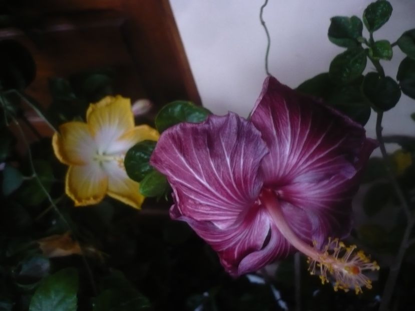 P1470147 - HIBISCUSI 2020-5