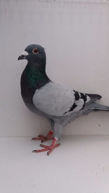 M 2017 vandut - De! voiajori vanduti