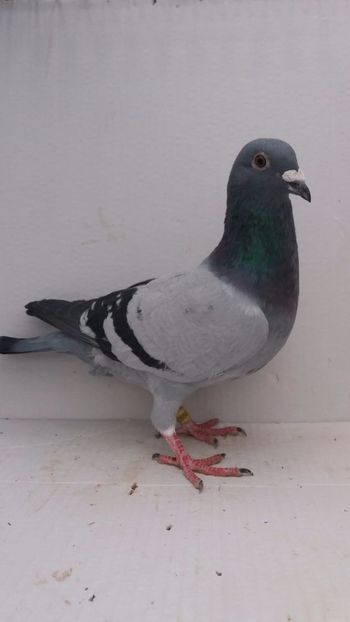 M 2020 vandut - De! voiajori vanduti