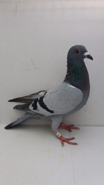 M 2020 vandut - De! voiajori vanduti