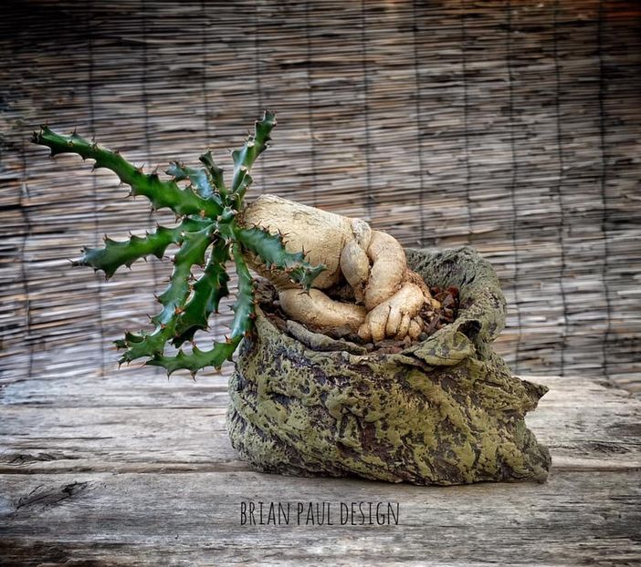 Euphorbia squarrosa - Vase - aranjamente - accesorii