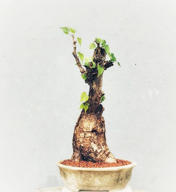 Firmiana colorata - Vase - aranjamente - accesorii