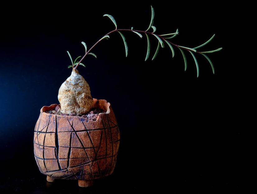 Merremia holubii - Vase - aranjamente - accesorii