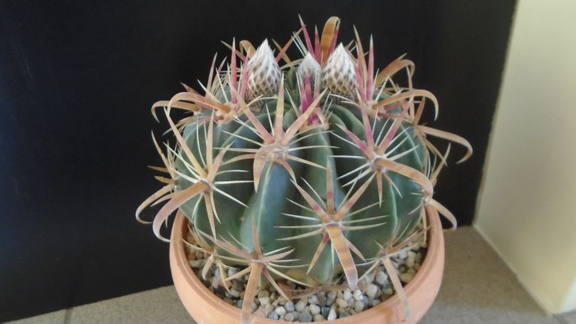 Ferocactus latispinus - Cactusi 2020 final de an