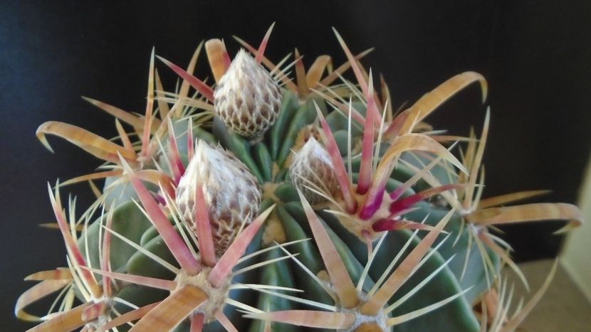 Ferocactus latispinus - Cactusi 2020 final de an