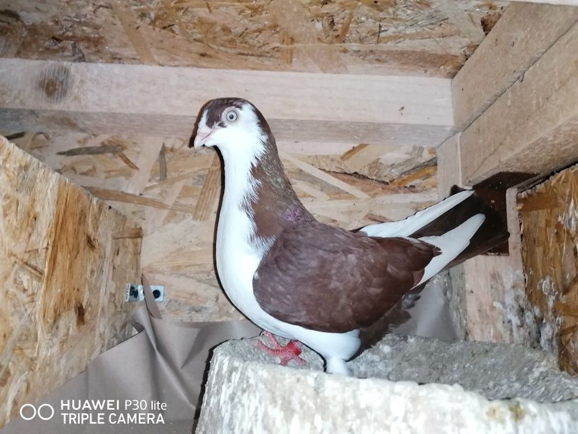  - arhiva_porumbei dragi mie