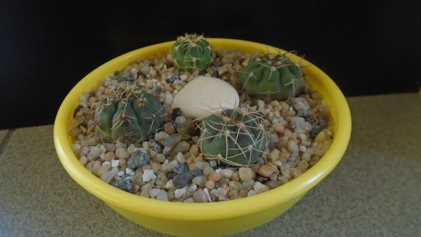 Grup de 4 Gymnocalycium - Cactusi 2020 Gymnocalycium