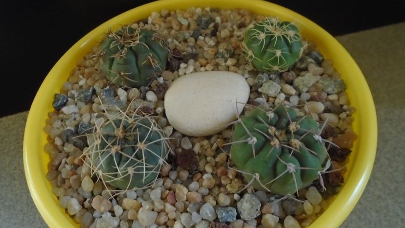 Gymnocalycium castellanosii - Cactusi 2020 Gymnocalycium
