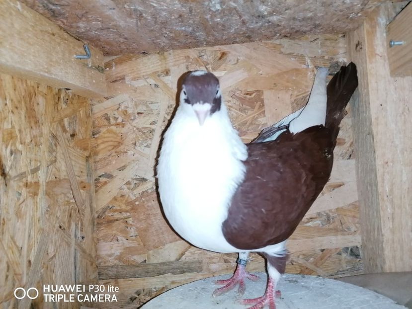  - arhiva_porumbei dragi mie