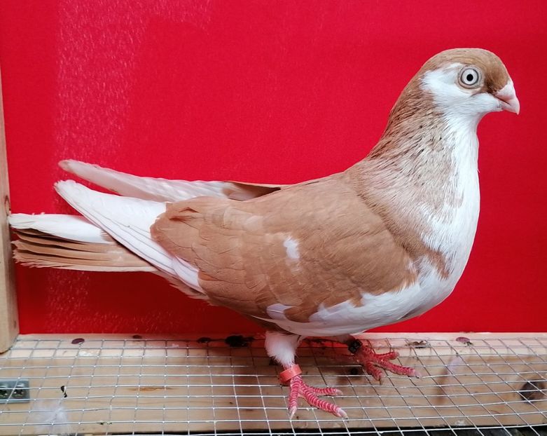  - arhiva_porumbei dragi mie