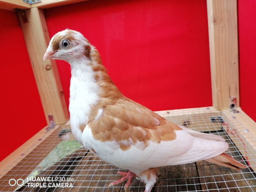  - arhiva_porumbei dragi mie