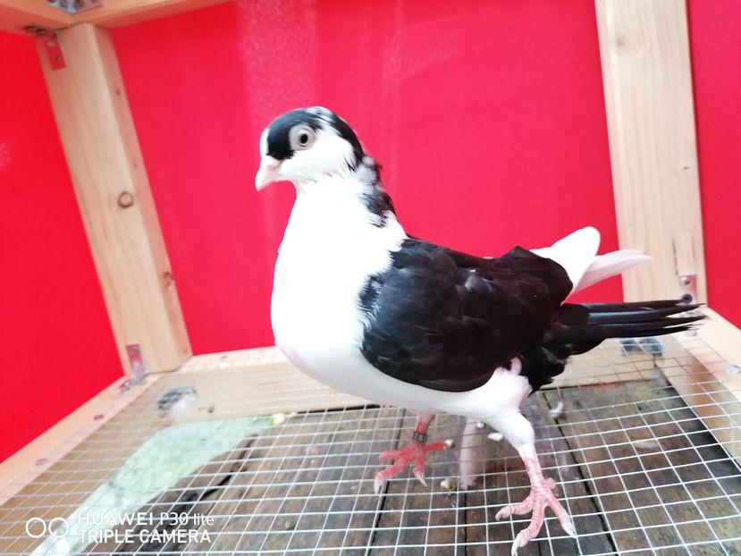  - arhiva_porumbei dragi mie