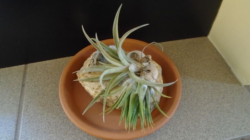 Tillandsia albida & ionantha - Suculente 2020