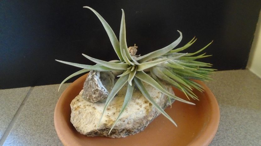 Tillandsia albida & ionantha - Suculente 2020
